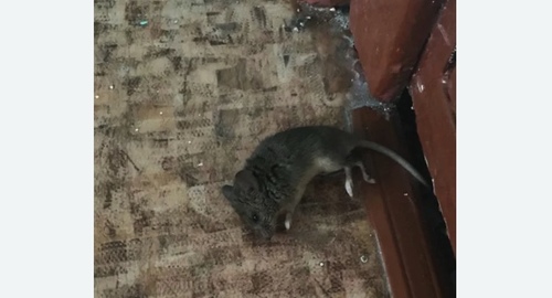 Дезинфекция от мышей в Поварово